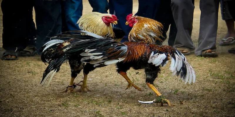 Quy tắc phân định thắng thua đá gà cựa dao