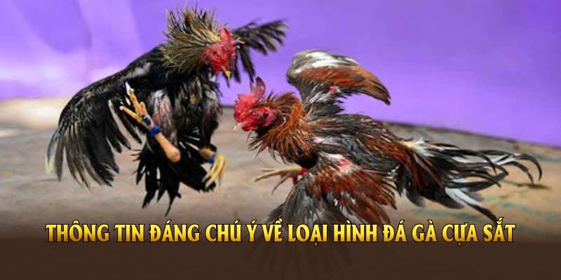 Các thông tin đáng chú ý về loại hình đá gà cựa sắt hiện