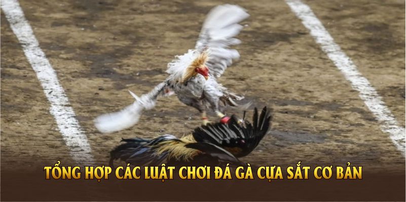 Tổng hợp các luật chơi đá gà cựa sắt cơ bản tại 99ok