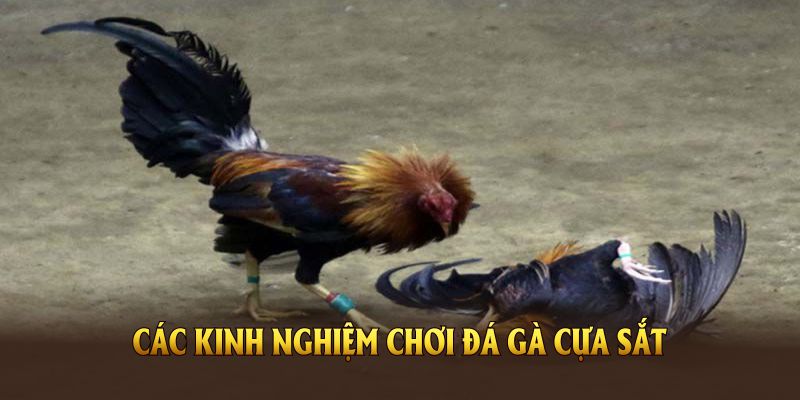 Các kinh nghiệm chơi đá gà cựa sắt cơ bản tại 99ok mọi người cần nhớ