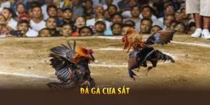 đá gà cựa sắt