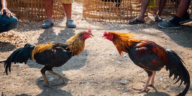 Khám Phá Kèo Đá Gà Chất Lượng Cao – Trực Tiếp Mọi Diễn Biến