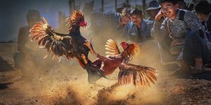 Trực Tiếp Đá Gà
